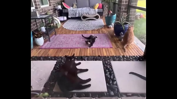 Happy international cat day from my cats to yours