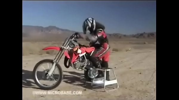 desert fox