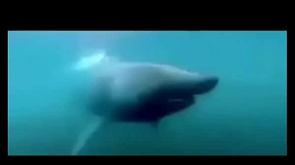Girl gets rammed by black cock