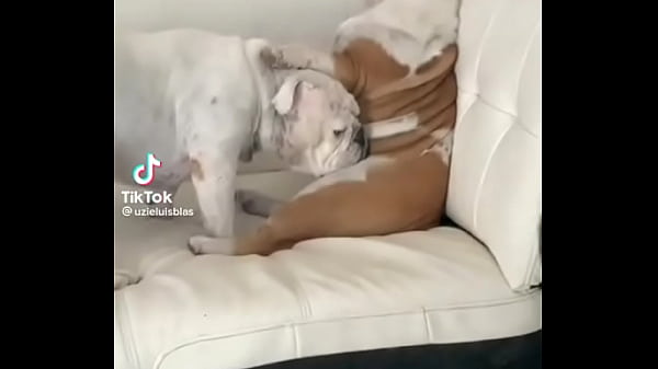 adivina el precio de este NFT