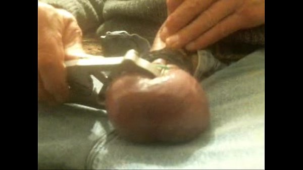 Download Video - putting the green castrator band onmy huge nuts