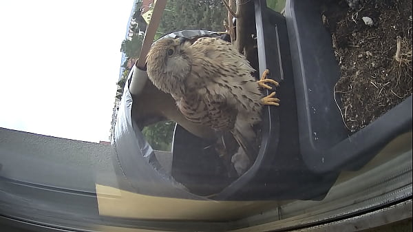 Máňa and the offsprings