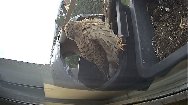 M&aacute;ňa and the offsprings