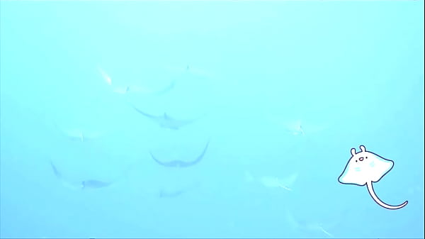 Sunshine groove