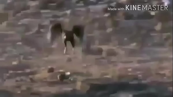 Gavião comendo calango safadinho ao som de linkin park