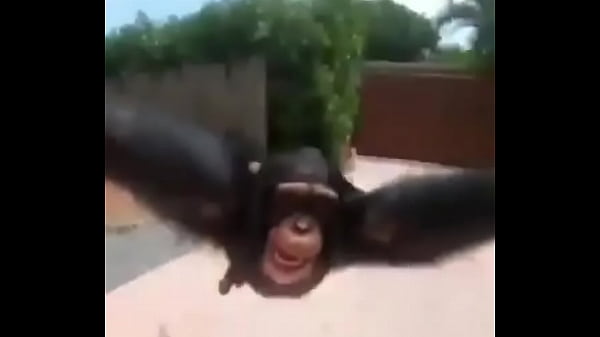 wholsome monkey meme