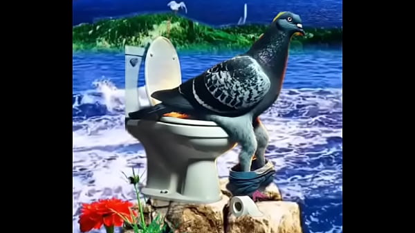 pombo