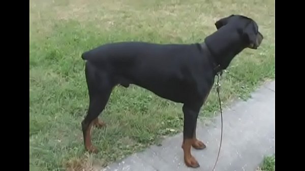 Beautiful Mandy blows before doggy