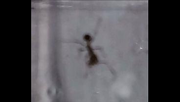 Mi hormiga Villalonga