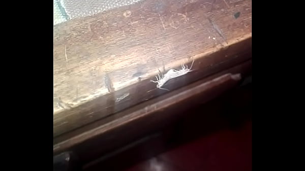 Porno de bichos en la mesa de la cocina