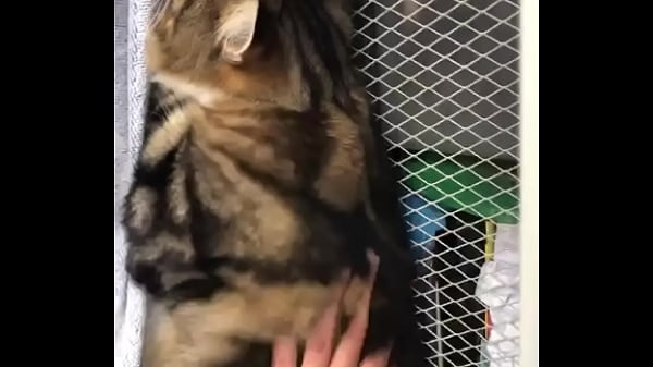 Cat gets  by Indian faggot