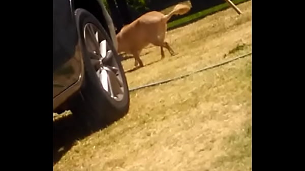 Frida se divertindo com lipe