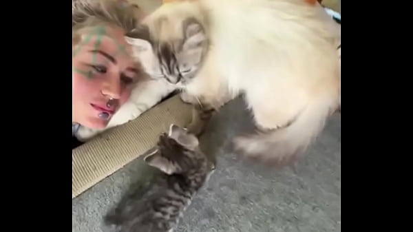 Cat heaven :)-#facetattoo #inkedface #eyeballtattoo #cat #kitten