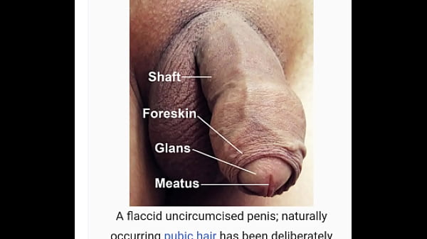 The penis is also on wikipedia