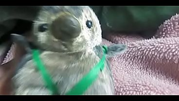 この儂(わし)の