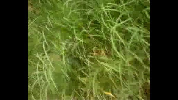 Download Video - VID 20150625 133332