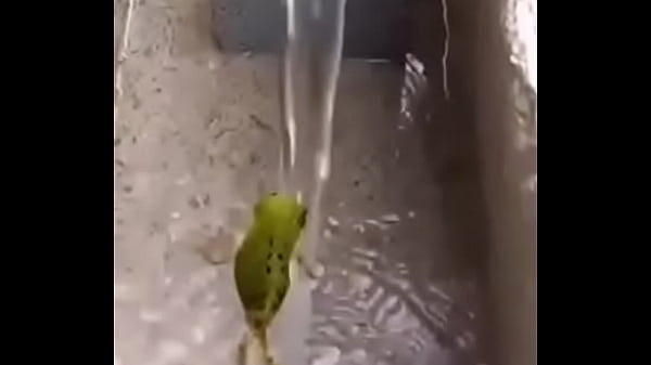 Sapo tomando banho aqui no xvideos