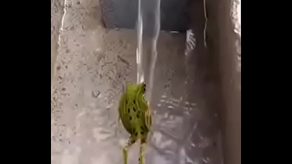 Sapo tomando banho aqui no xvideos