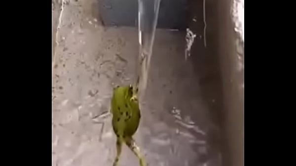 Frog taking a shower here on xvideos