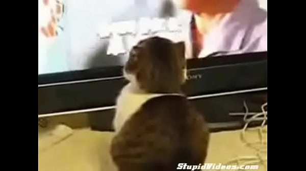 dramatic cat (plus orchestral score)