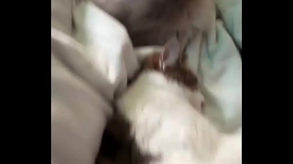 The struggle is real .. you know that ?-------#catmom #cat #cats #kitten #feline